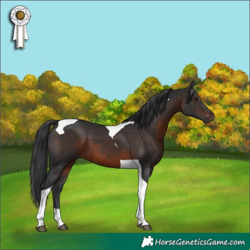 Horse Color:Brown Tobiano
