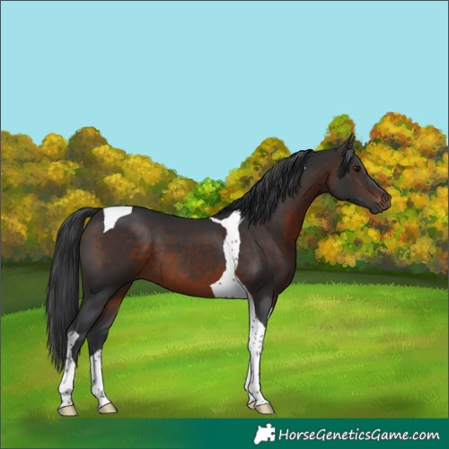 Horse Color:Brown Tobiano
