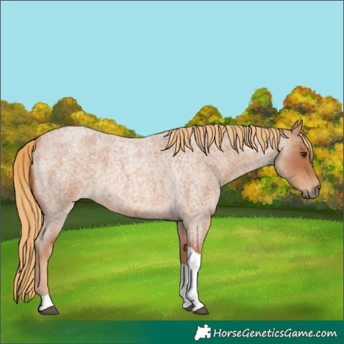 Horse Color:Red Roan Tobiano