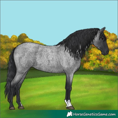Horse Color:Blue Roan 