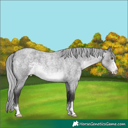 Horse Color:Platinum Silver Buckskin Roan Appaloosa