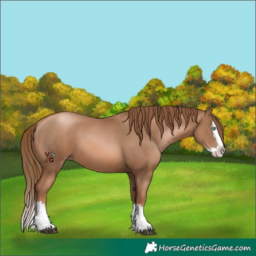 Horse Color:Liver Chestnut Pearl Splash 