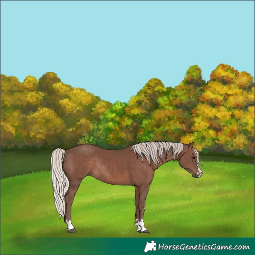 Horse Color:Silver Black Rabicano