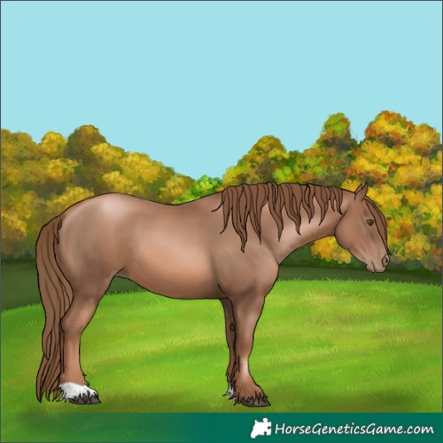 Horse Color:Liver Chestnut Pearl