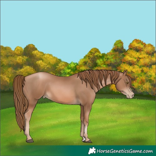 Horse Color:Liver Chestnut Pearl