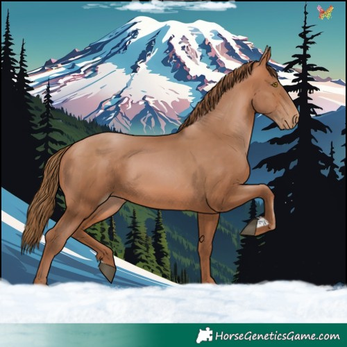 Horse Color:Bay Pearl