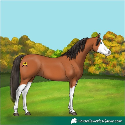 Horse Color:Bay Splash