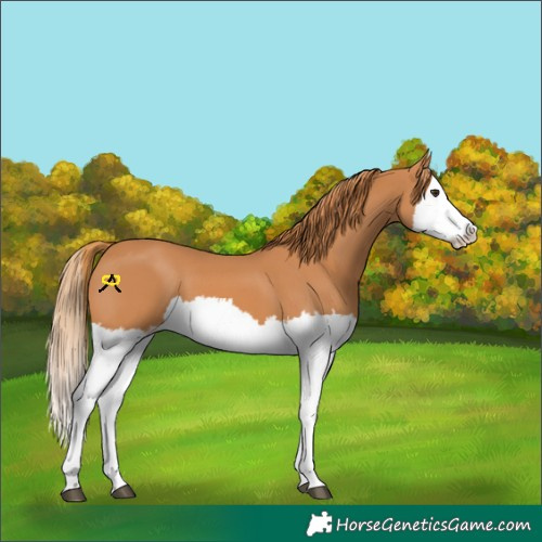 Horse Color:Chestnut Splash