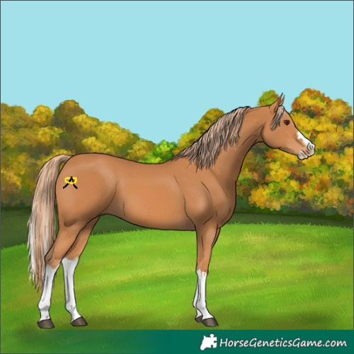 Horse Color:Chestnut Splash 