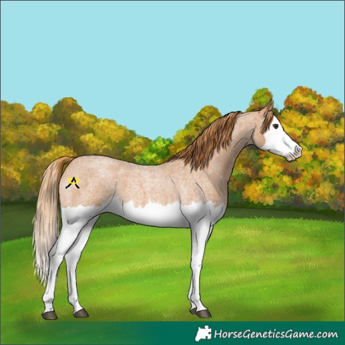 Horse Color:Red Roan Splash 