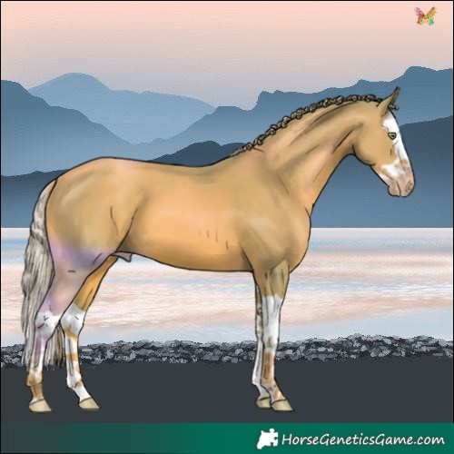 Horse Color:Watercolor Gold Champagne Splash
