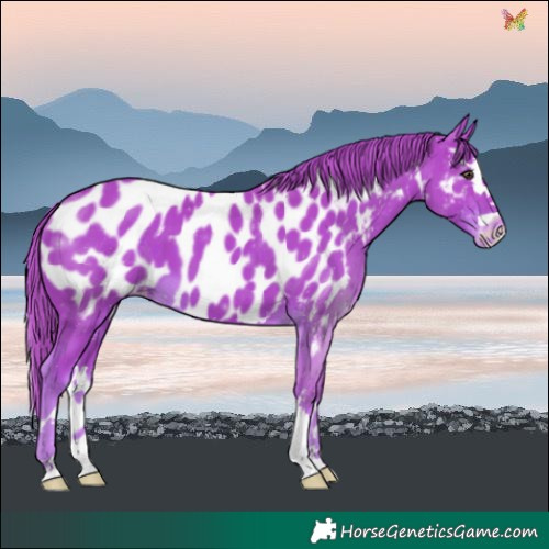 Horse Color:Watercolor Liver Chestnut Splash Near Leopard 