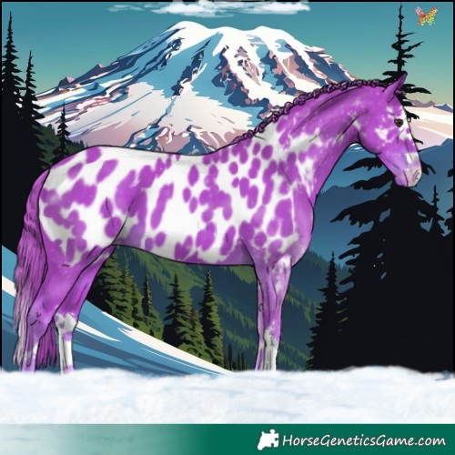 Horse Color:Watercolor Liver Chestnut Splash Appaloosa