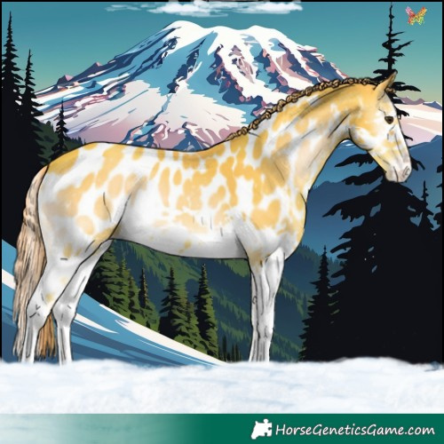 Horse Color:Watercolor Gold Champagne Onyx Splash Appaloosa