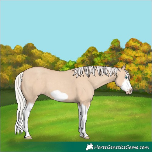 Horse Color:Silver Classic Champagne Dun Splash Frame