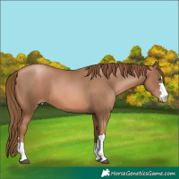 Horse Color:Liver Chestnut Pearl 