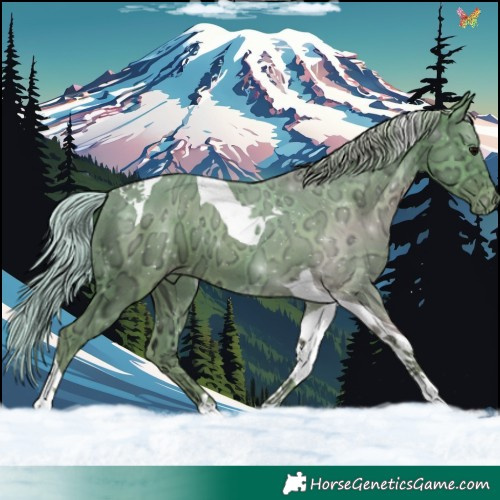 Horse Color:Watercolor Silver Black Ice Tobiano Varnish