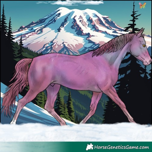 Horse Color:Watercolor Gold Champagne Appaloosa 