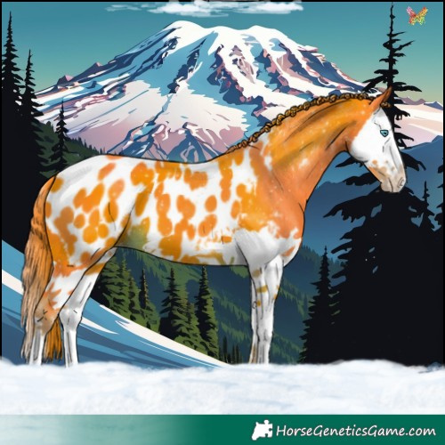 Horse Color:Watercolor Liver Chestnut Splash Appaloosa