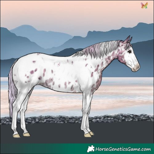 Horse Color:Watercolor Silver Classic Champagne Ice Onyx Splash Tobiano Blanket 