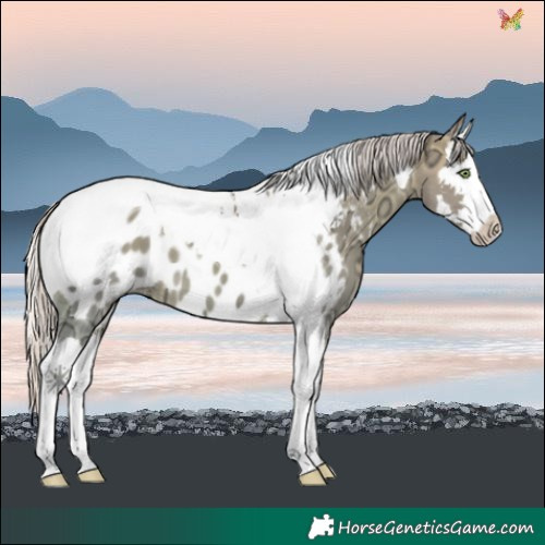 Horse Color:Watercolor Silver Sable Champagne Ice Splash Tobiano Near Leopard 