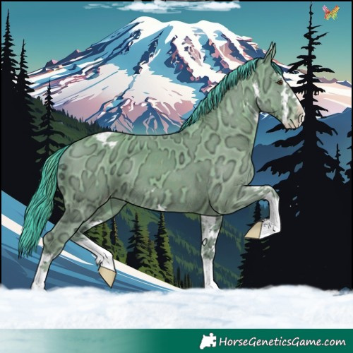 Horse Color:Watercolor White Spotted Classic Champagne Ice Appaloosa 