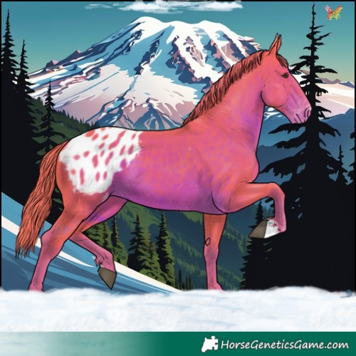 Horse Color:Watercolor Liver Chestnut Appaloosa 