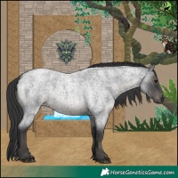 Horse Color:Blue Roan