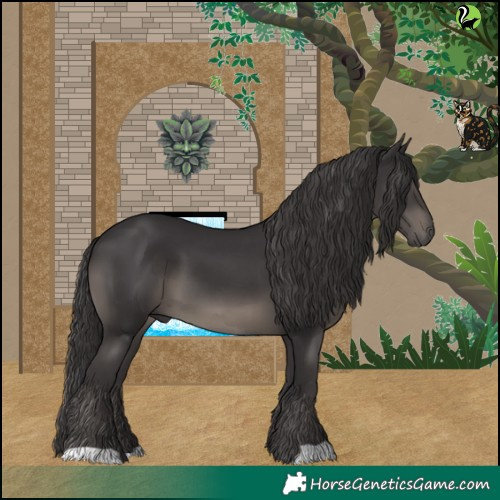 Horse Color:Smoky Black 