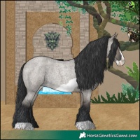 Horse Color:Grullo Roan Frame Rabicano
