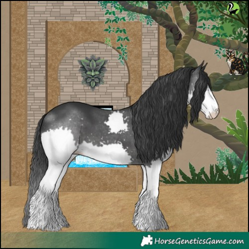 Horse Color:Black Splash