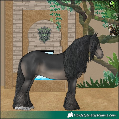 Horse Color:Black 