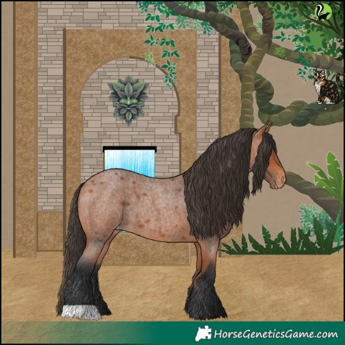 Horse Color:Bay Roan Appaloosa