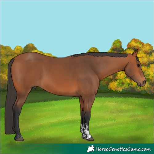 Horse Color:Bay  and Bay 