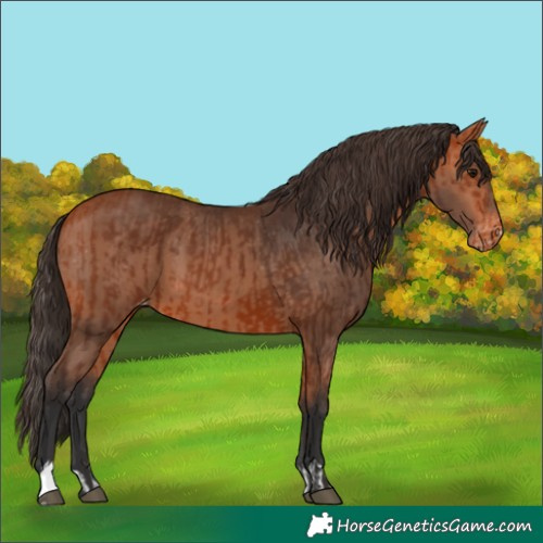 Horse Color:Bay Varnish and Bay Varnish