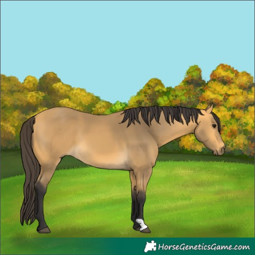 Horse Color:Buckskin