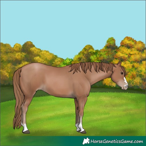 Horse Color:Black Pearl