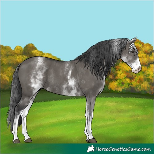 Horse Color:White Spotted Grullo Rabicano  and White Spotted Grullo Rabicano 