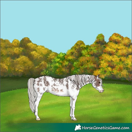 Horse Color:Silver Brown Sabino 