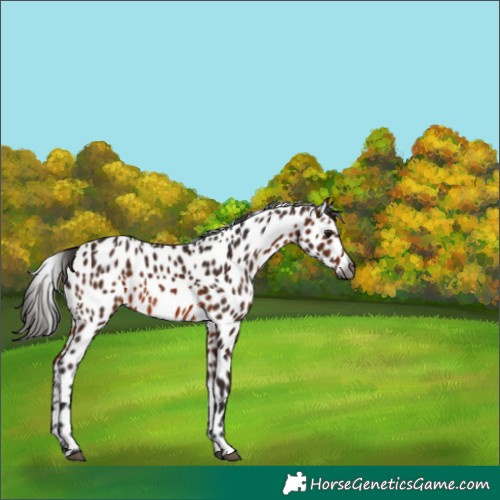 Horse Color:Gray Bay Appaloosa 