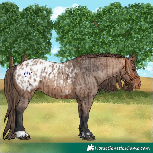 Horse Color:Bay Appaloosa and Bay Dun Appaloosa