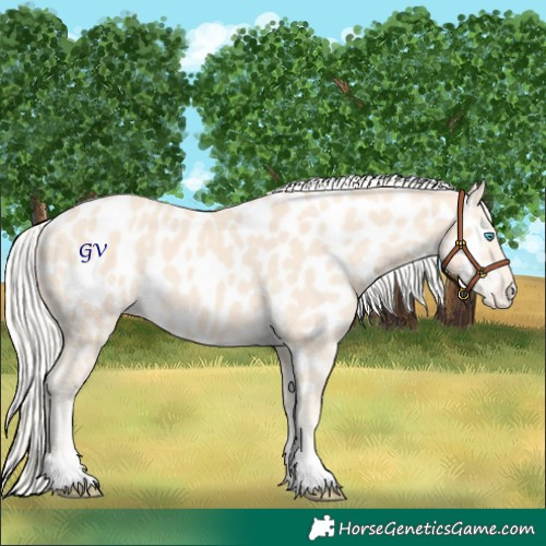 Horse Color:Cremello Appaloosa