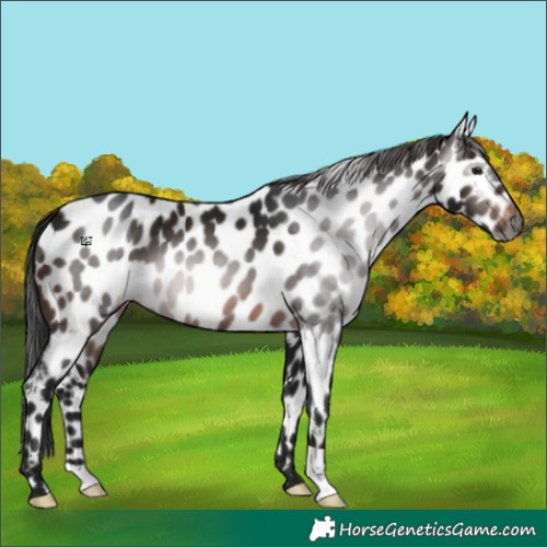 Horse Color:Gray Brown Appaloosa