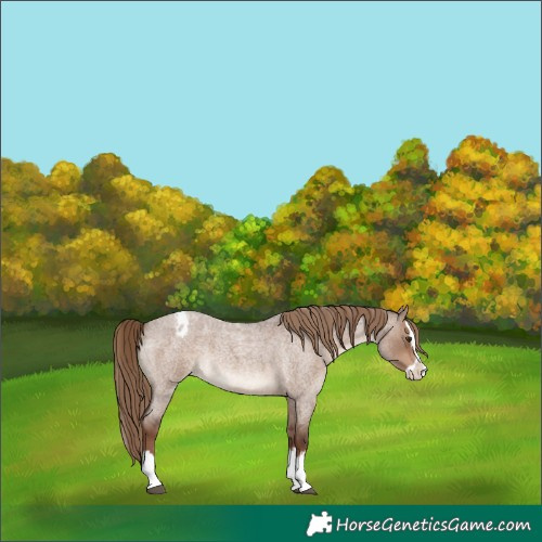 Horse Color:Liver Red Dun Roan Splash Appaloosa 