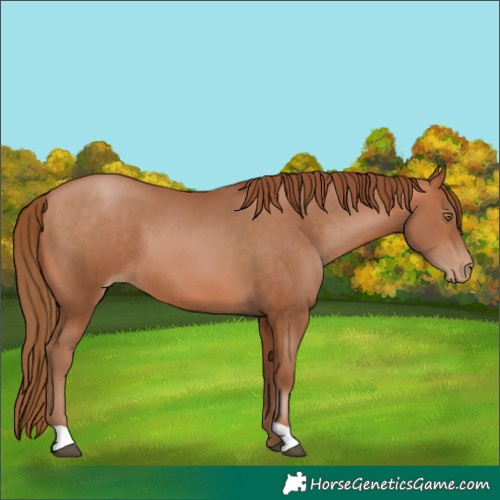 Horse Color:Bay Pearl 