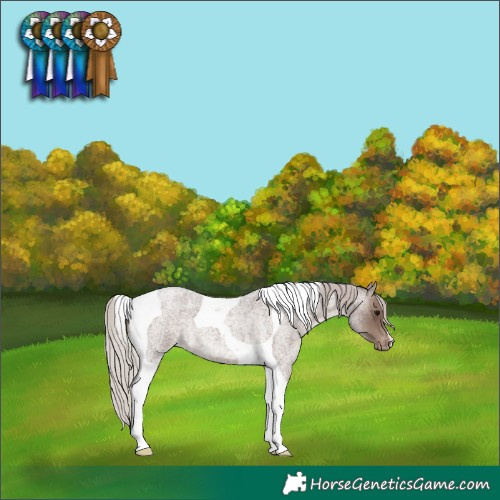 Horse Color:Silver Blue Roan Tobiano Appaloosa 
