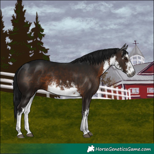Horse Color:Gray White Spotted Brown 