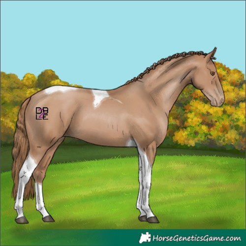 Horse Color:Black Pearl Tobiano
