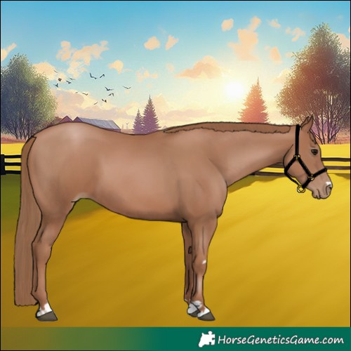 Horse Color:Black Pearl 