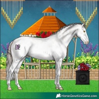 Horse Color:White Spotted Brown Pearl Mushroom Sabino 